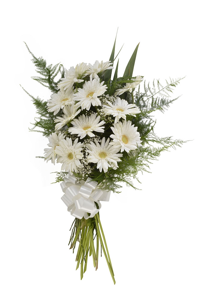 Manojo 12 gerberas