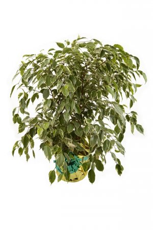 Ficus disciplinado